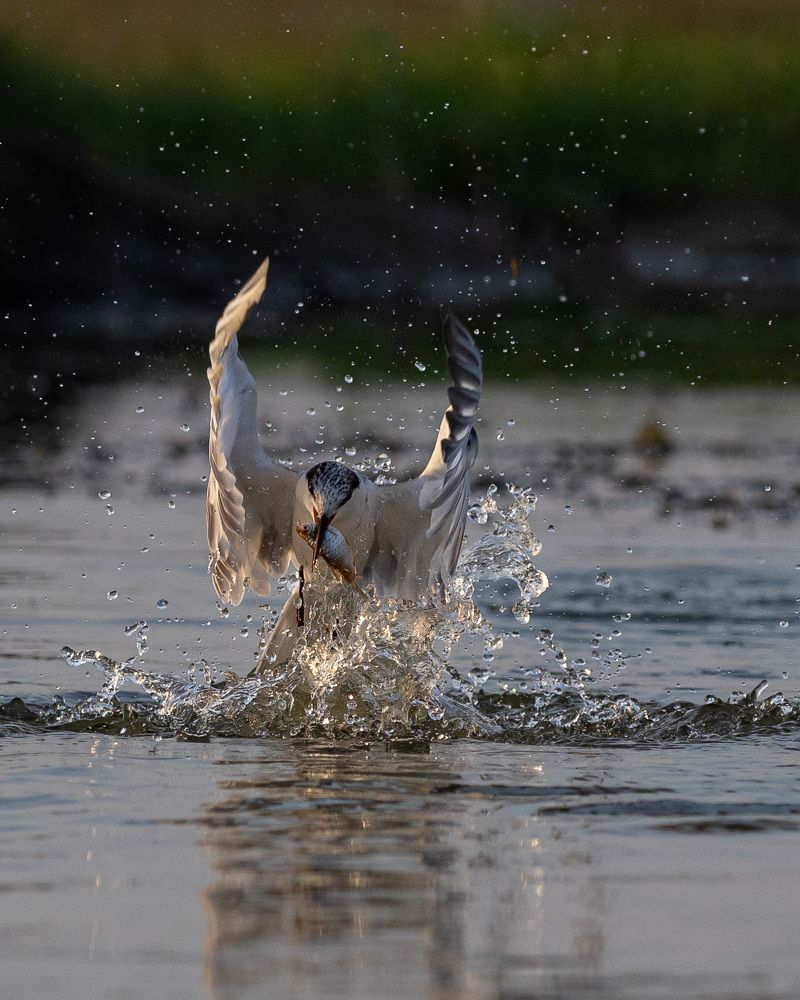 Photograph by ASHWINI BHONGE