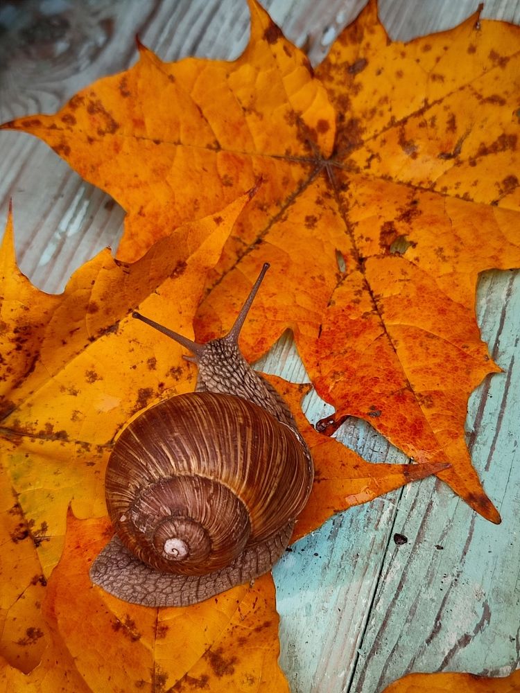 Photograph by Galina Novichkova