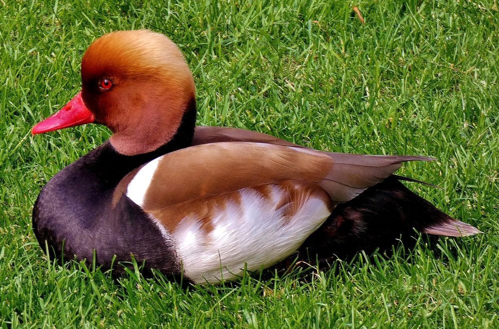 Photograph by backareva irina