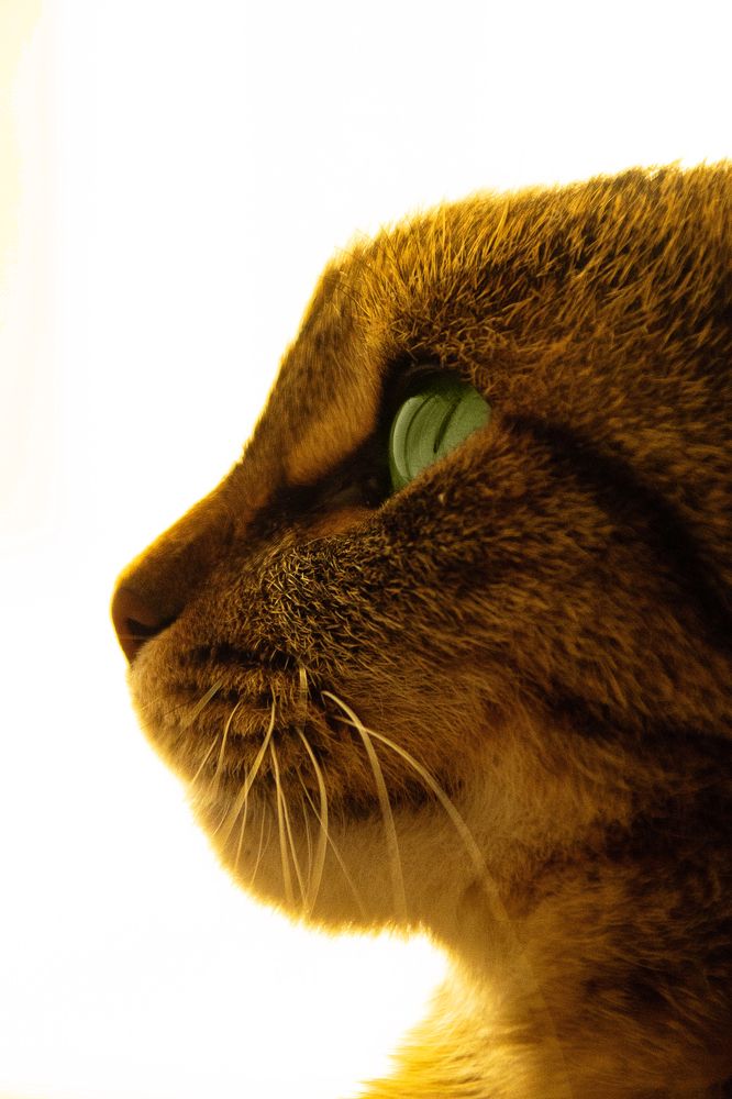 Фотография автора Александр Крапачев