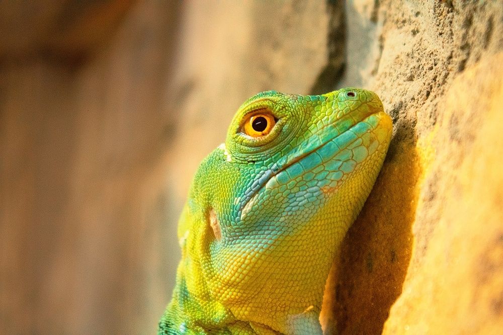 Фотография автора Александр Крапачев