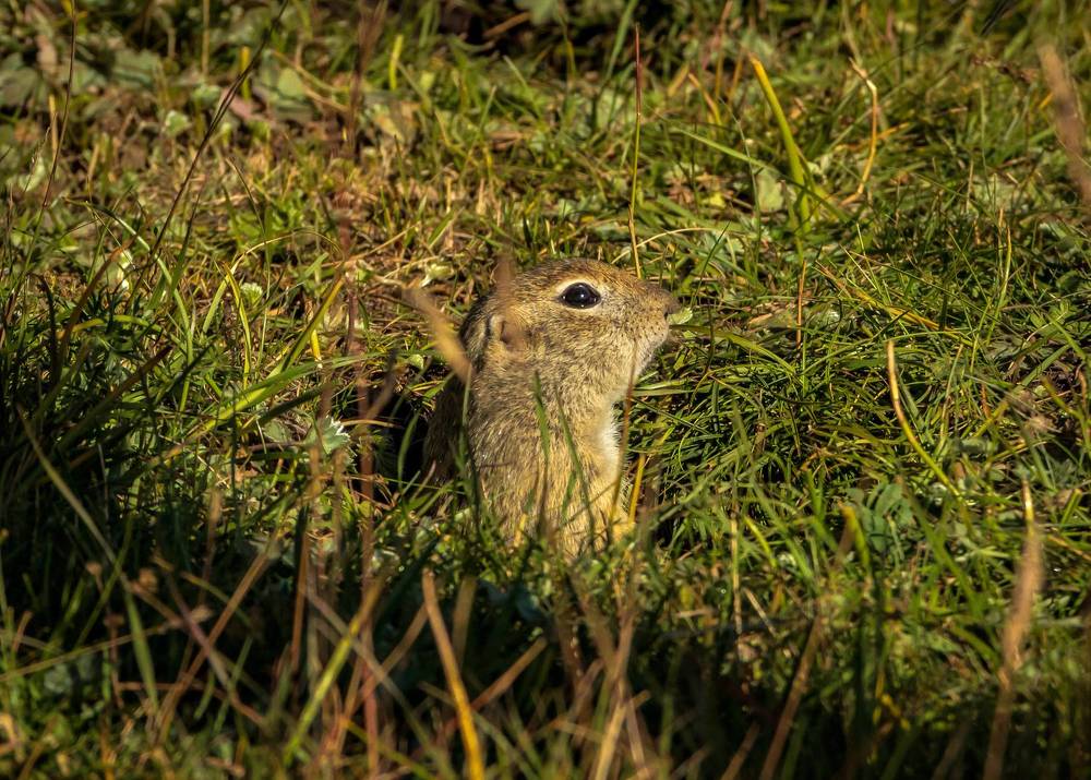 Photograph by Игорь Сидун
