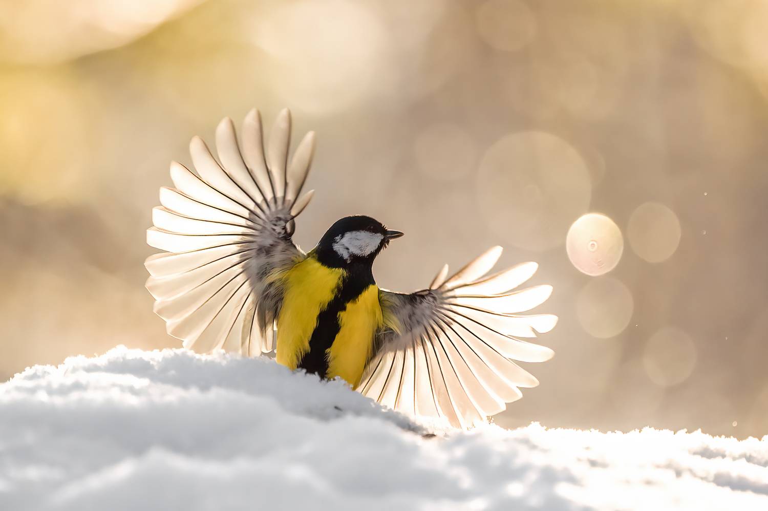 Большая синица.