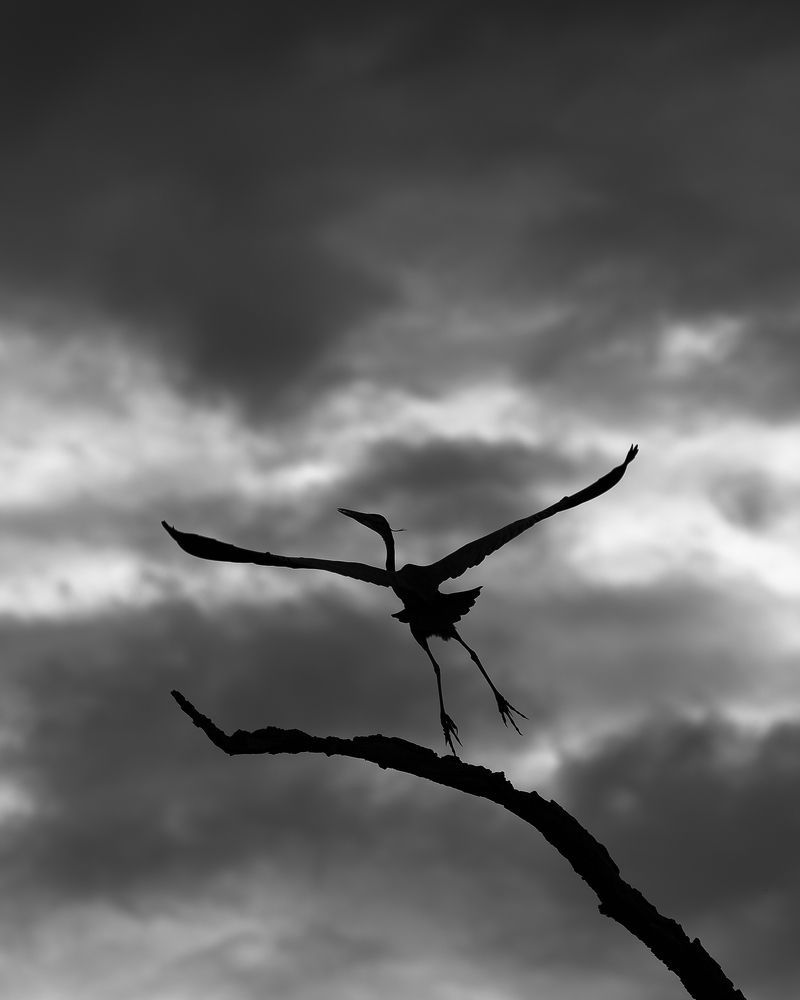 The Majestic Flight of a Grey Heron