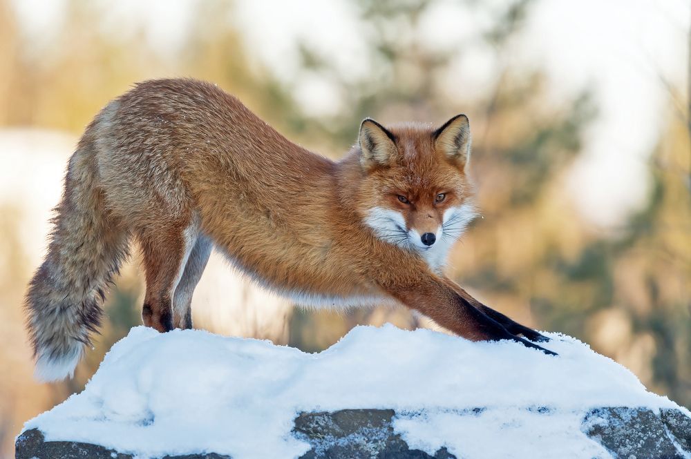 Потягушки лИса.