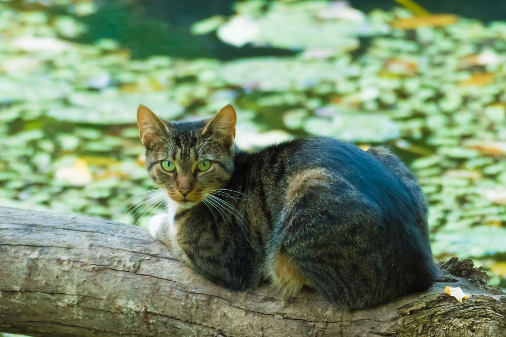 Кот рыболов