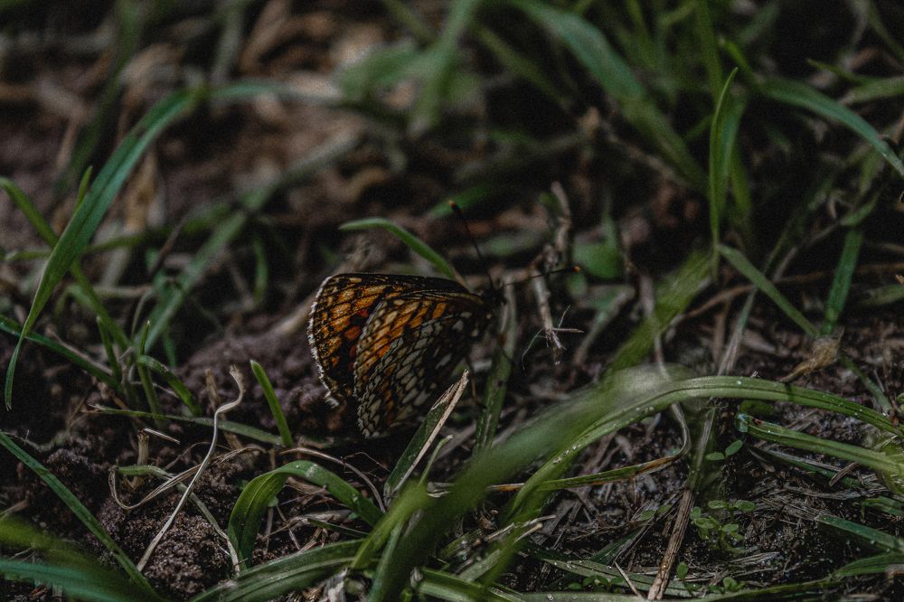 Photograph by Диана Козел