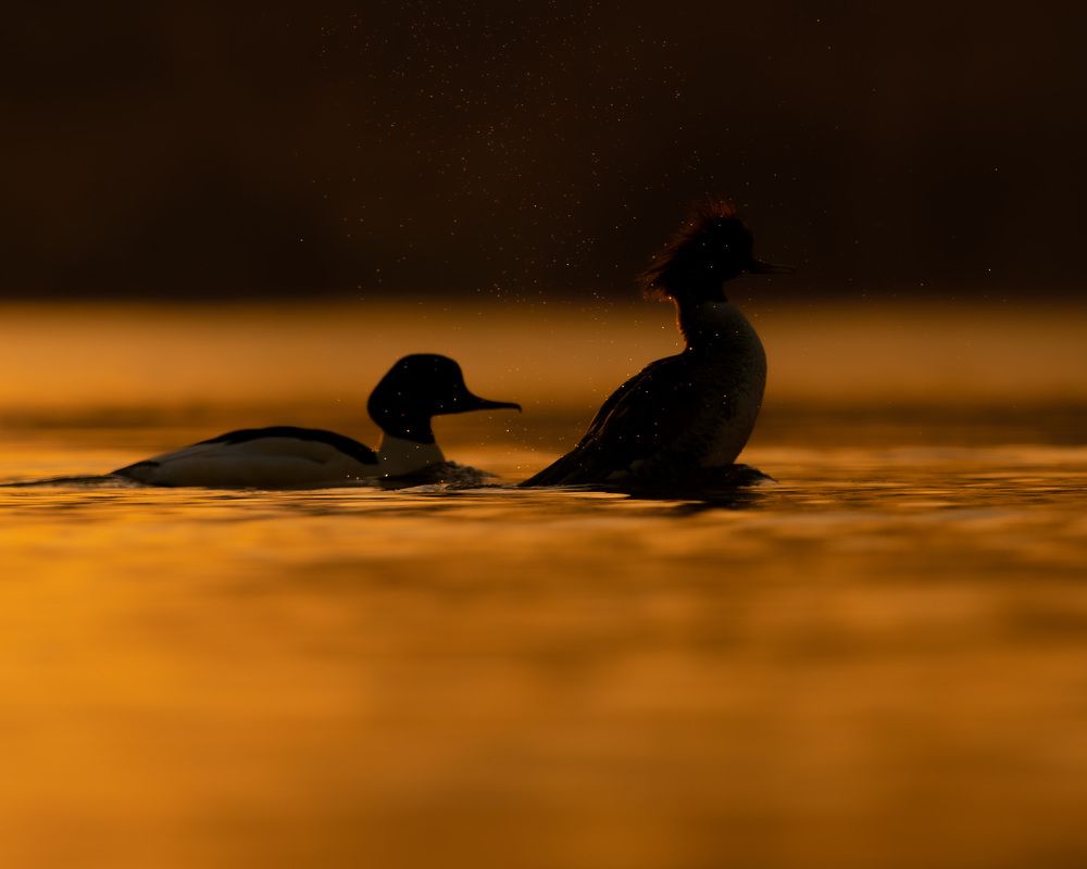 Photograph by prasanth muralidharan