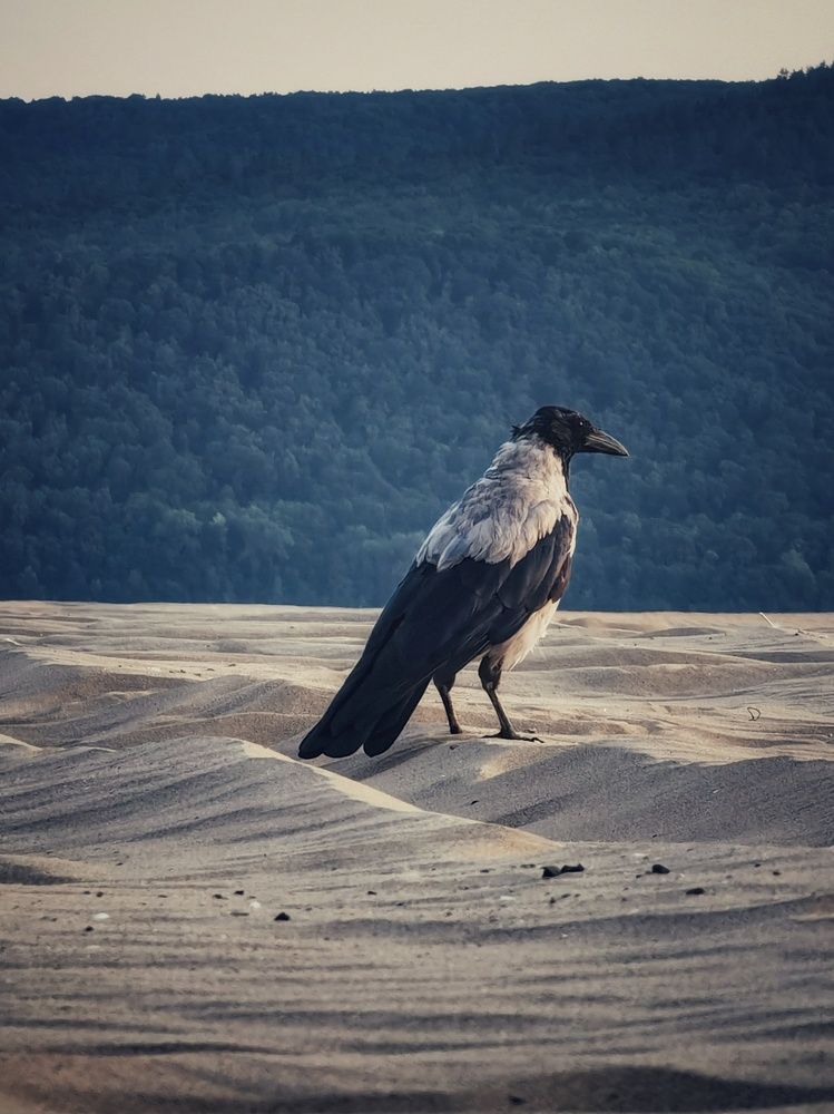 Хозяин Копылово