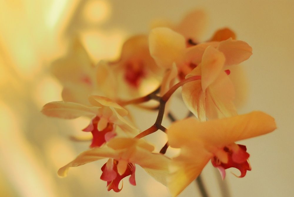 Photograph by Yulia Bilato