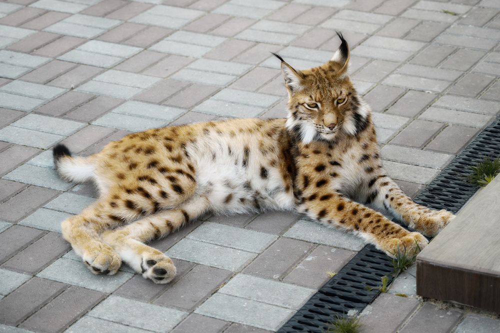 Фотография автора Валерий Лушин