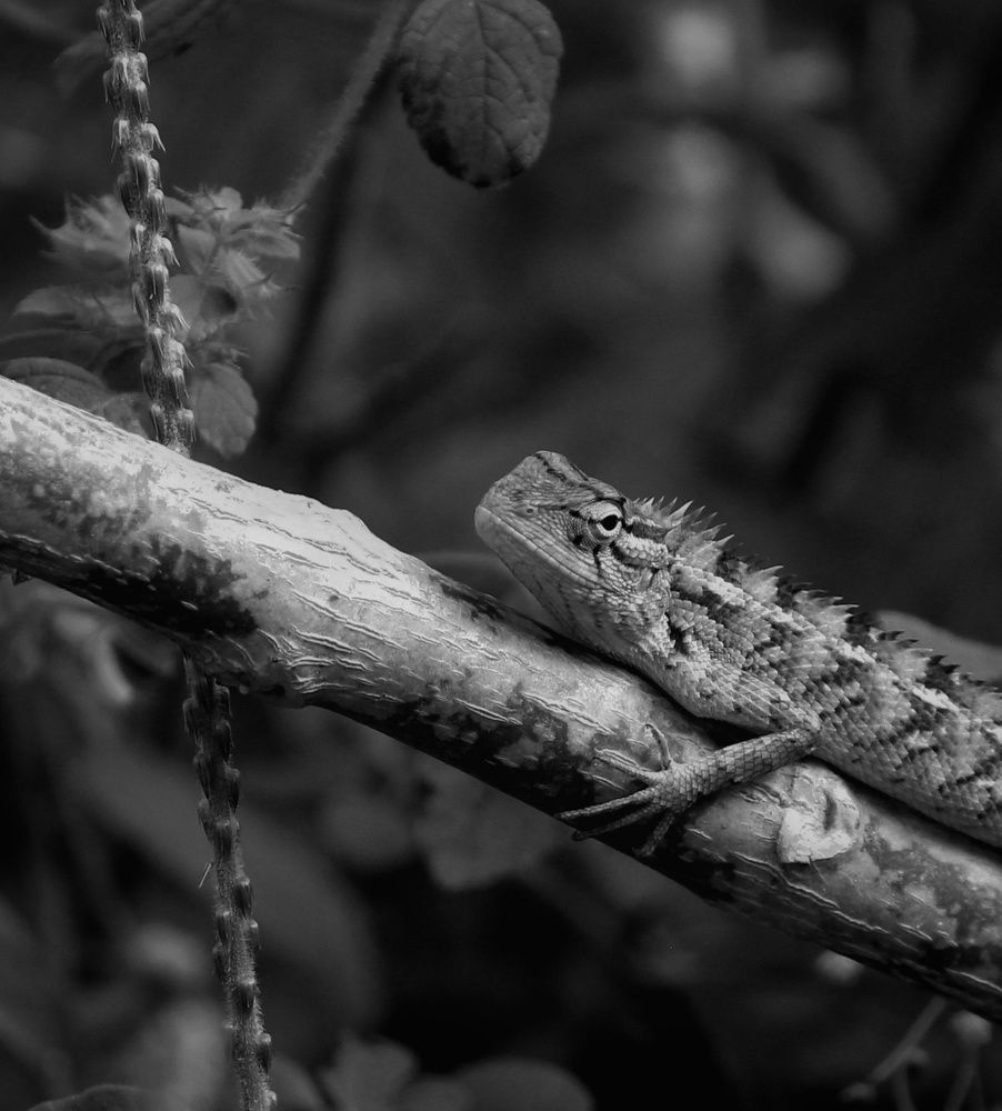 Photograph by Tharun Anpazhagan