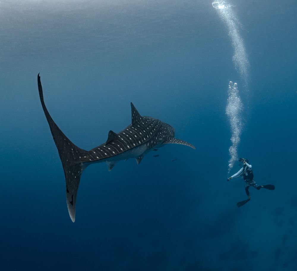 Photograph by Савин Андрей