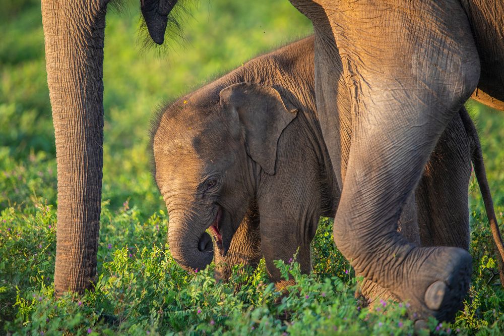 Photograph by Mineth Vismitha