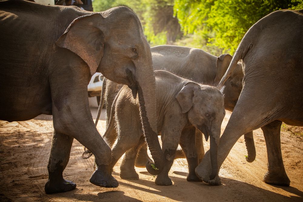 Photograph by Mineth Vismitha