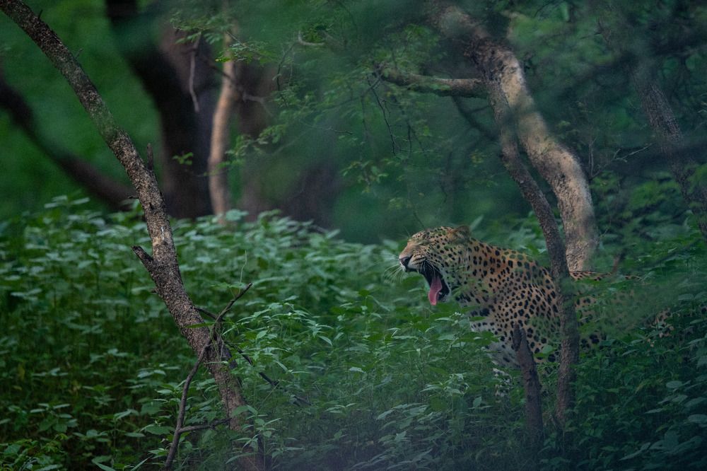 Photograph by ATUL MOHAN