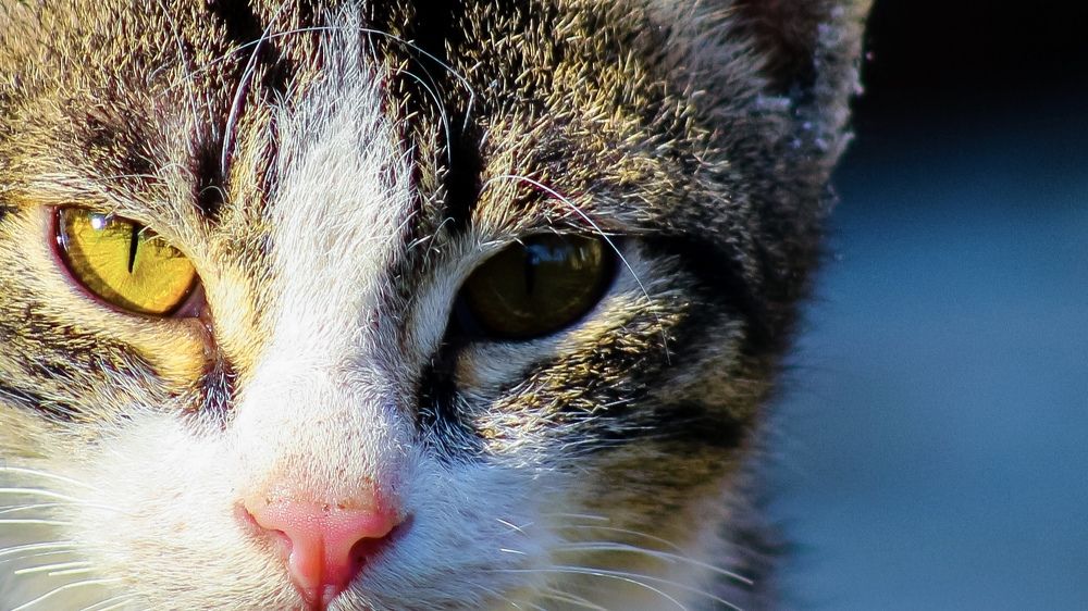 Photograph by Jahantigh Hossein