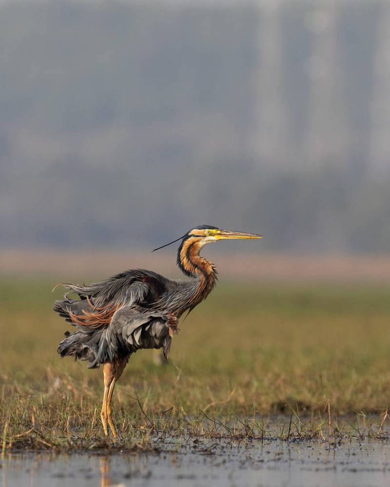 Purple Heron at Crisp poses