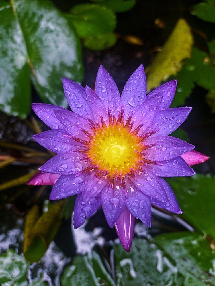 Photograph by Amrutesh Gopal