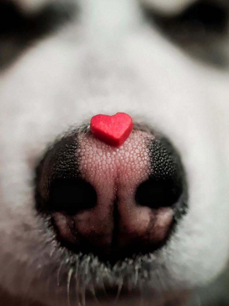 Photograph by Светлана Смирнова