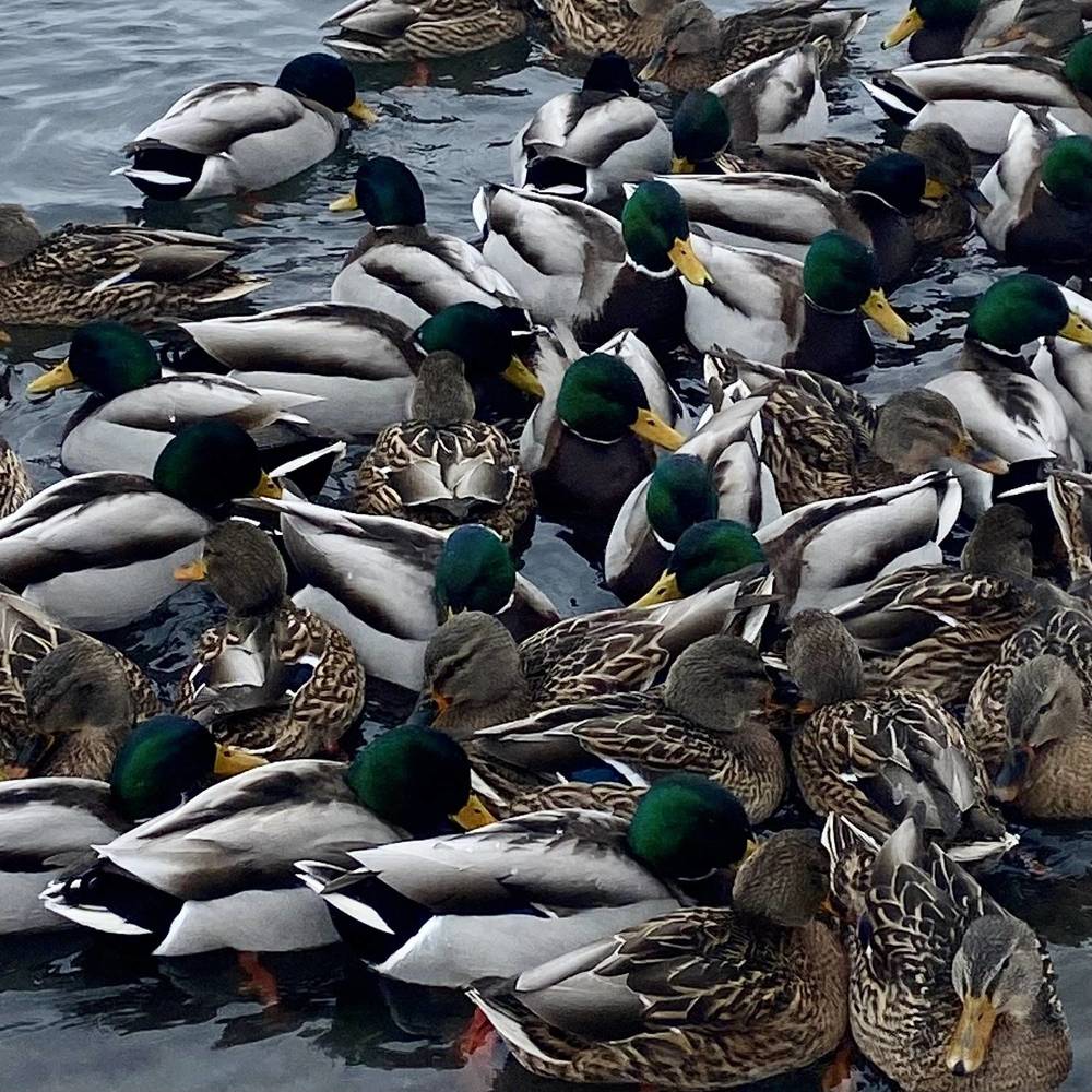 Утки на Енисее.