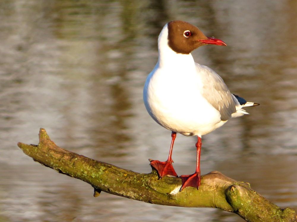 Отдыхая после полёта