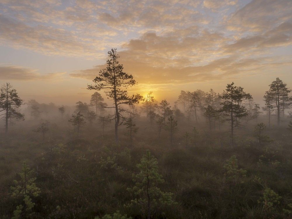 Suursoo bog at sunrise