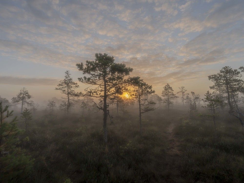 Suursoo bog at sunrise