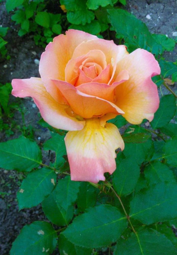 Roses are the joy of the world. Розы - радость мира.