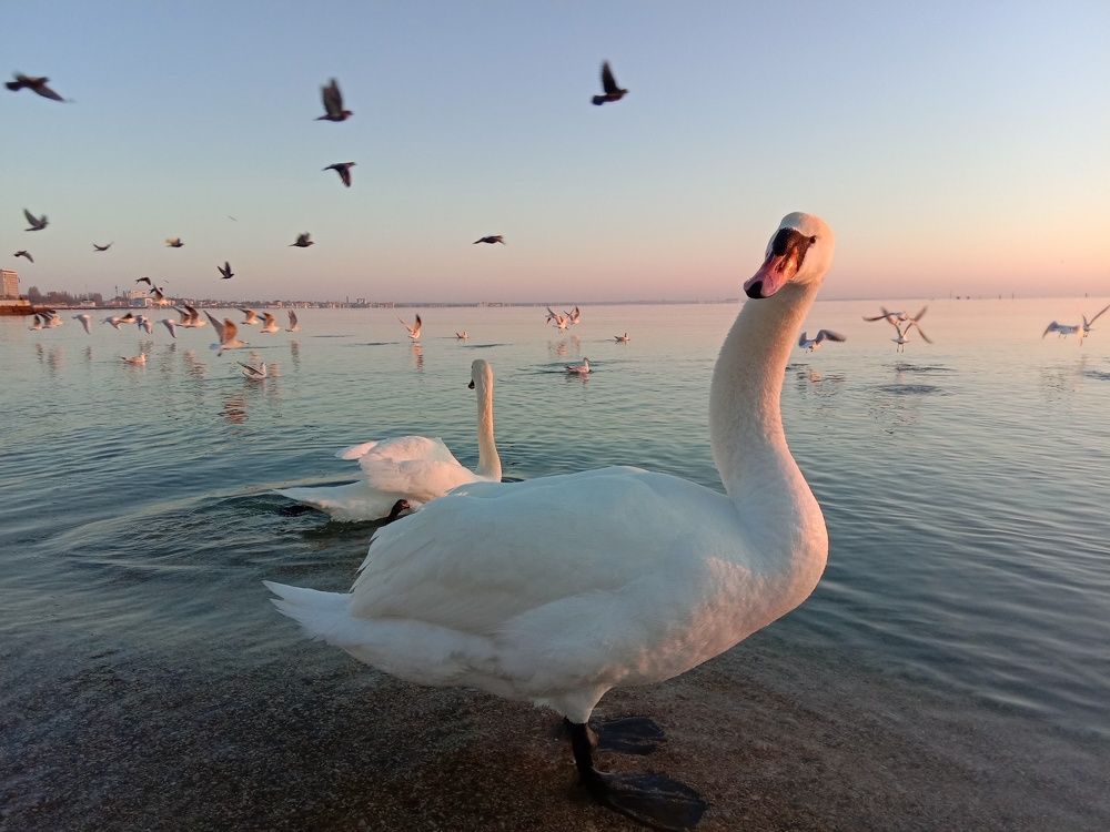 Photograph by Стаскевич Татьяна