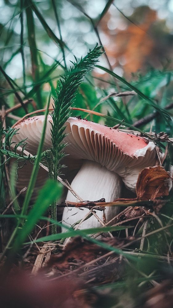 Photograph by Катерина Магало