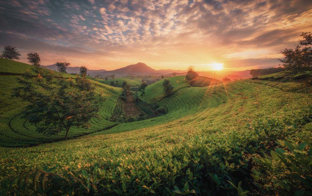 Photograph by Nguyen Ngoc Tuan