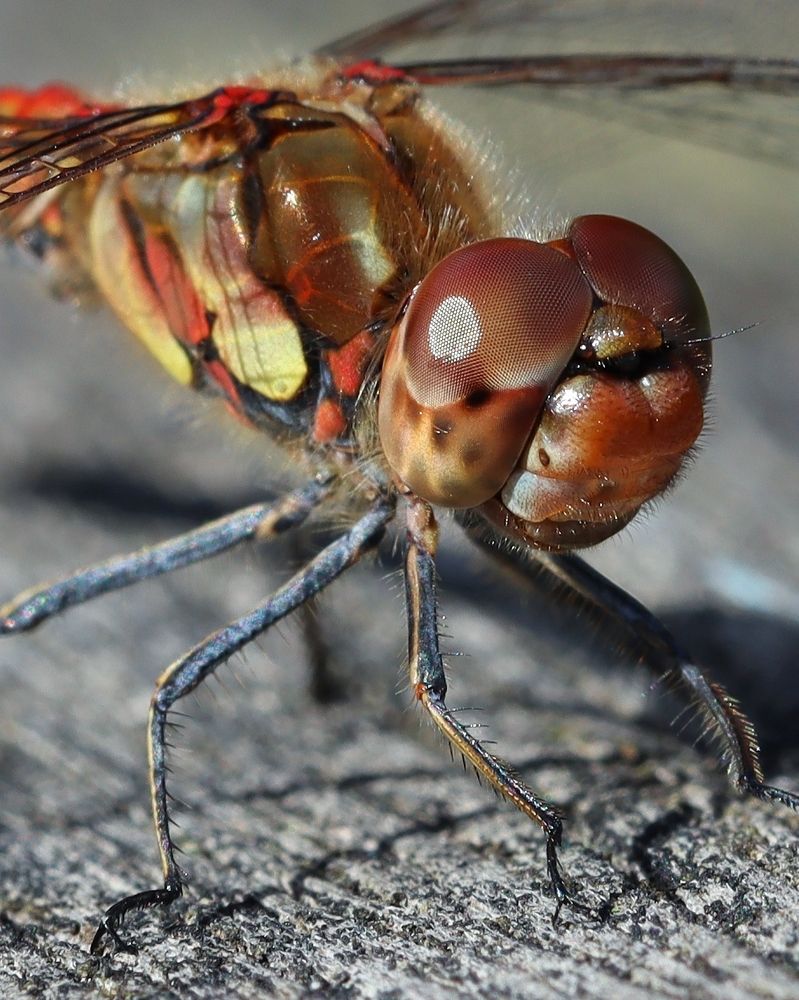 Photograph by Мамикон Мовсесян