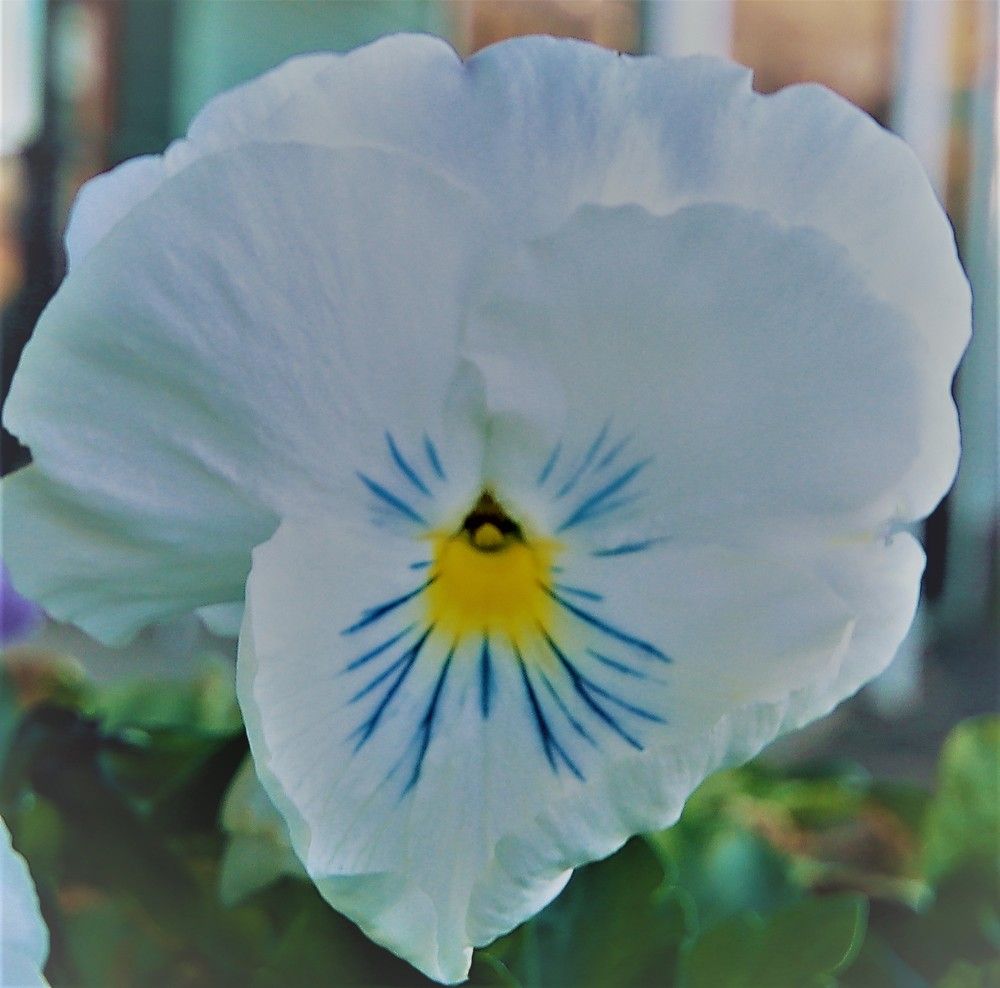 The Flower of Rosemarkie
