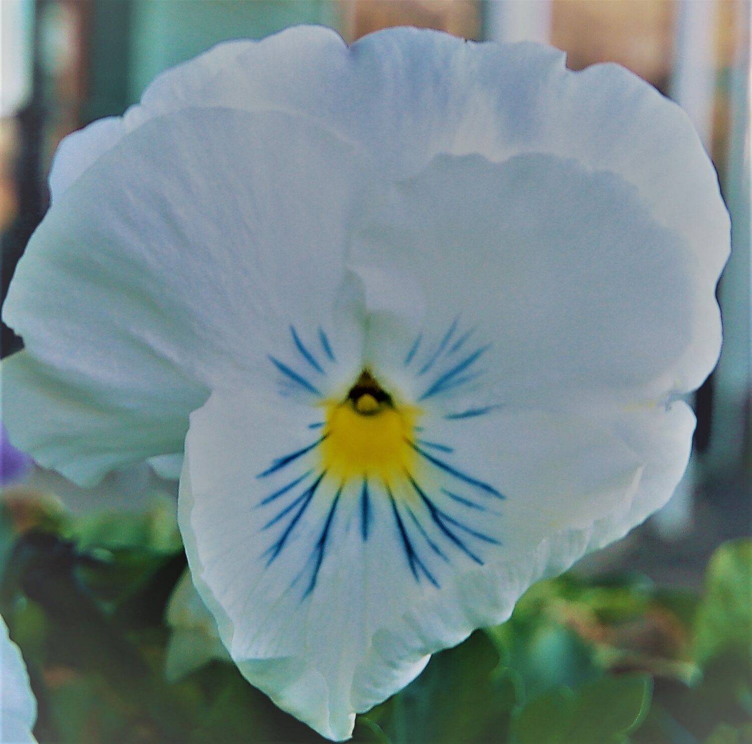 The Flower of Rosemarkie