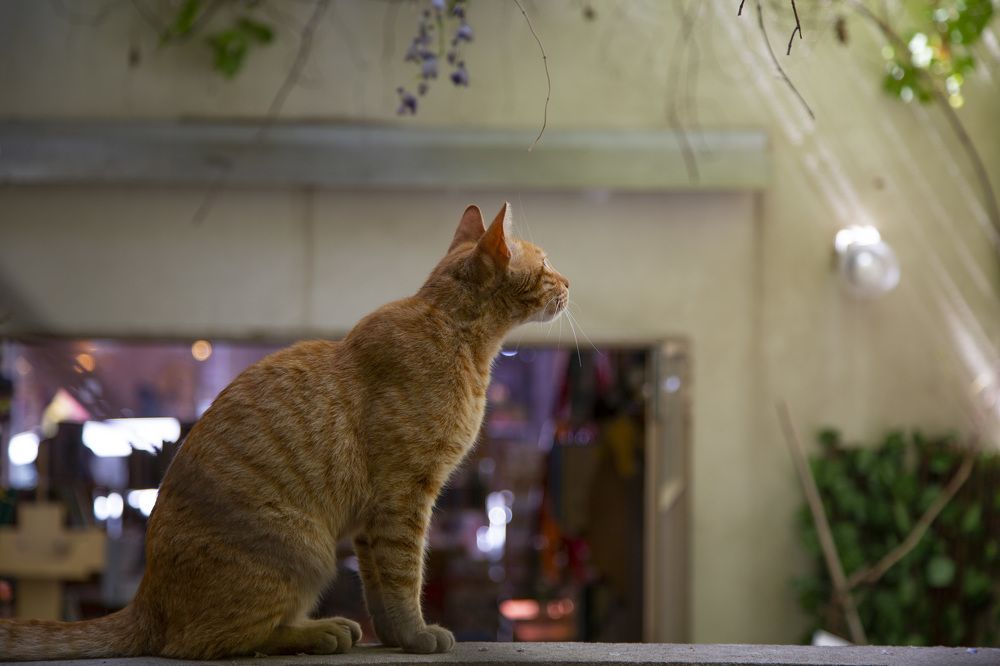 Photograph by Olga Mazo