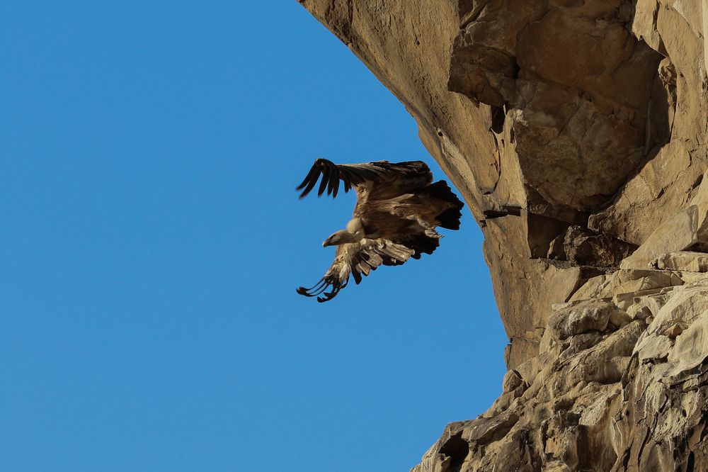 Белоголовый сип..