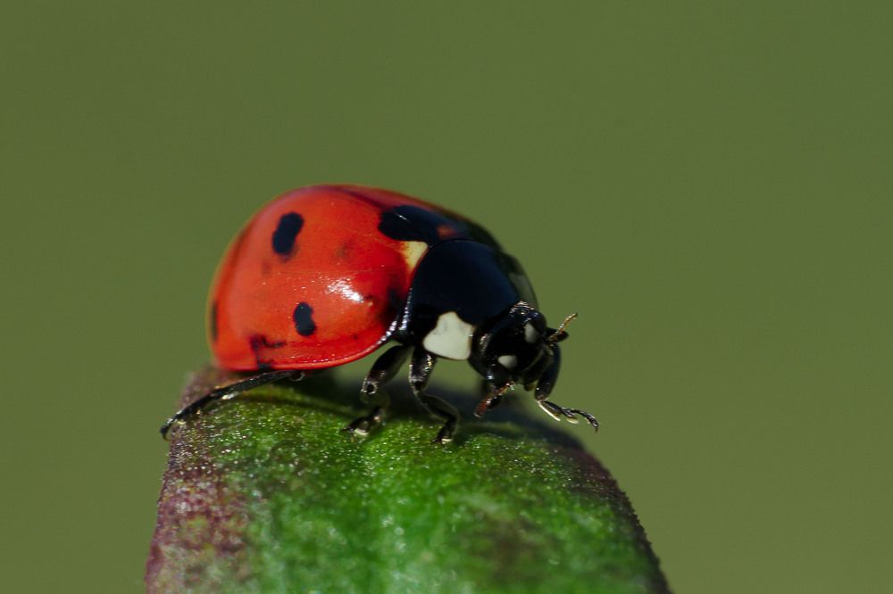 Photograph by Susanna Kari