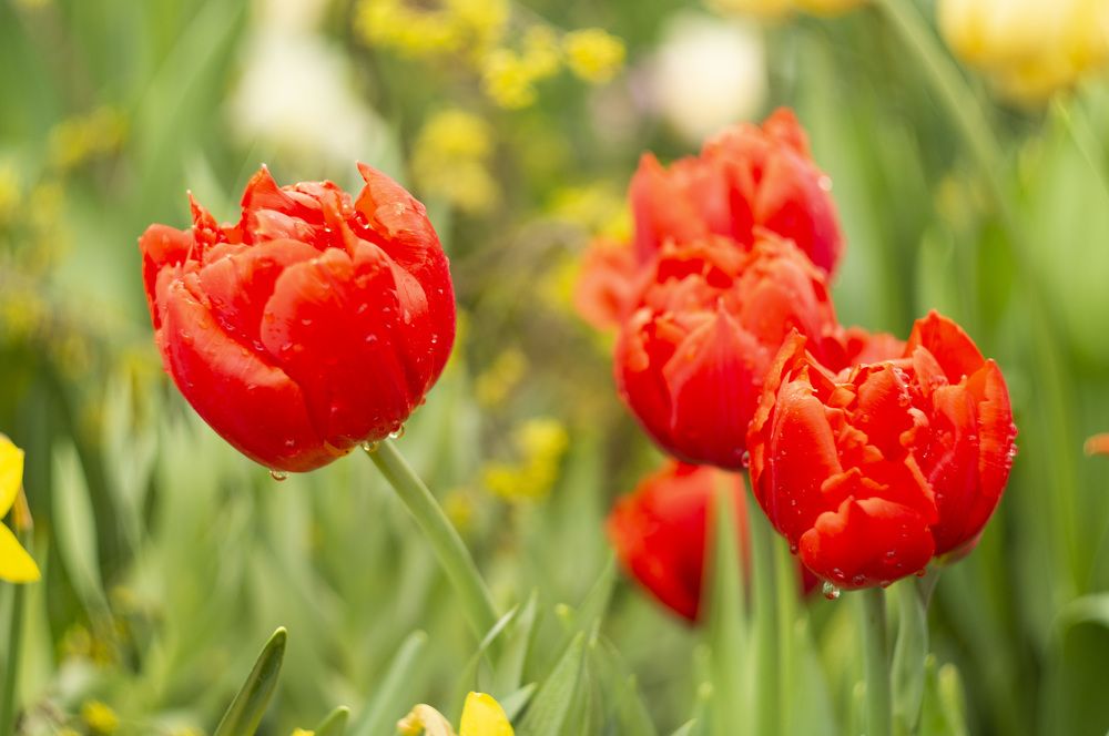 Выставка Репетиция Весны