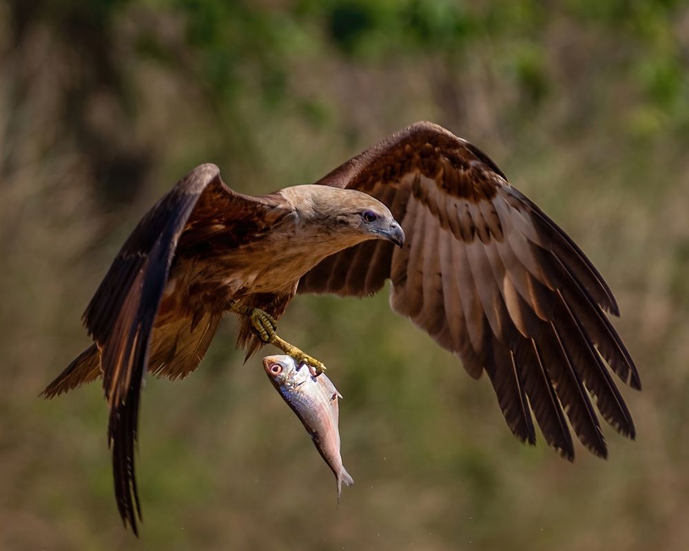 Photograph by Madhurya Mozumder