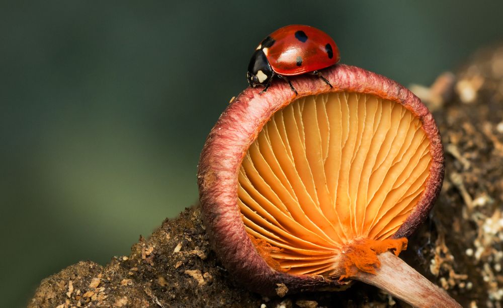 Photograph by Тараненко Анжелика