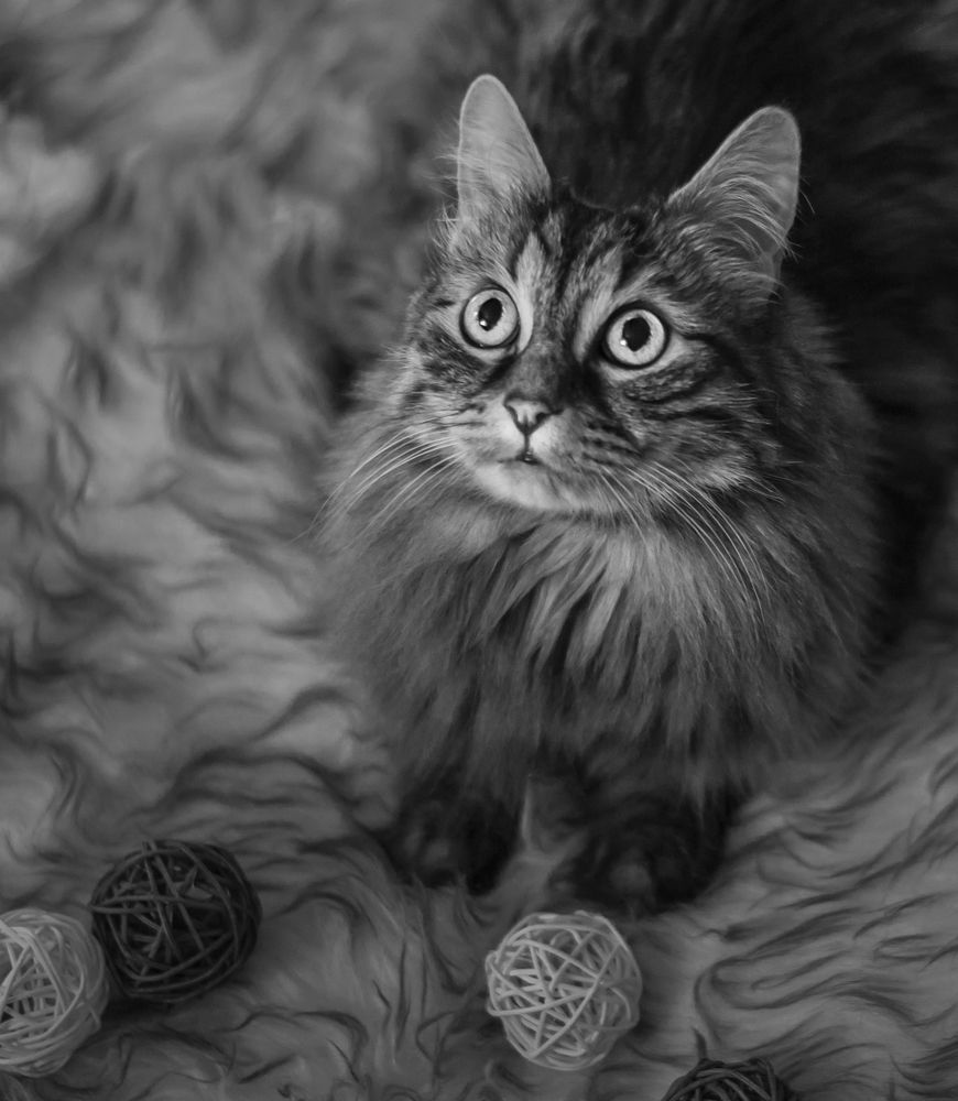 Чего изволите еще?