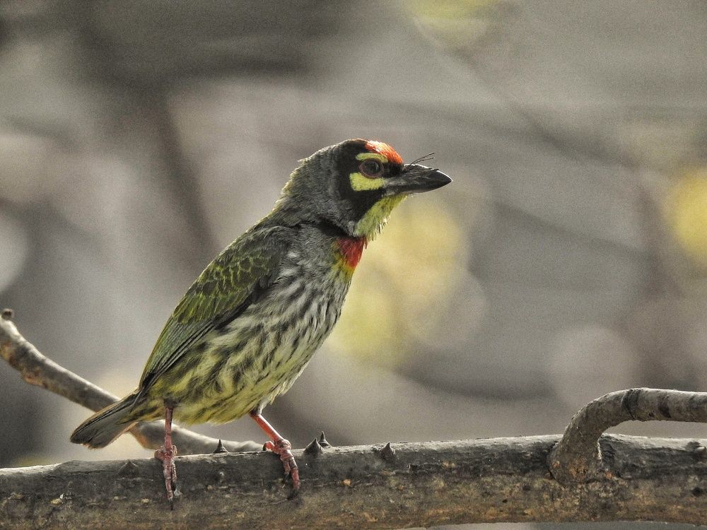 Photograph by Anirban Karmakar