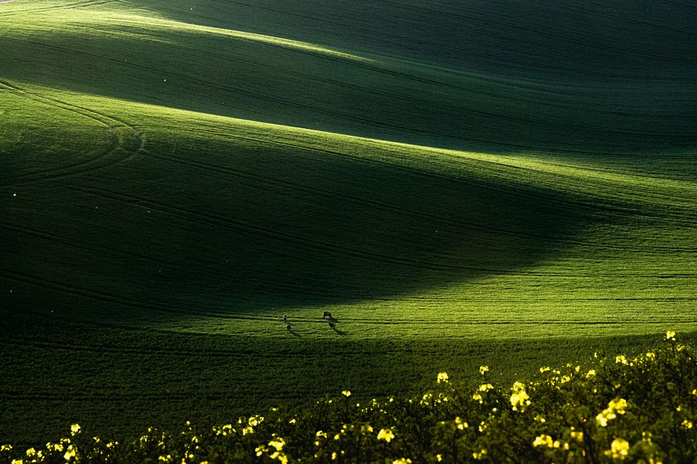 Spring in Moravia