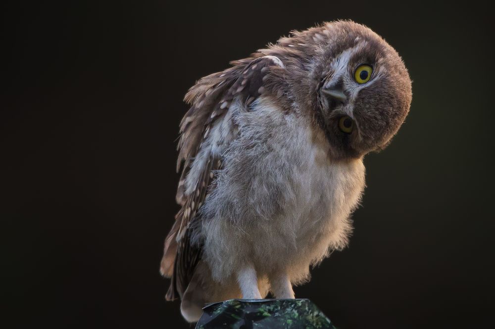 Photograph by eli gesualdo