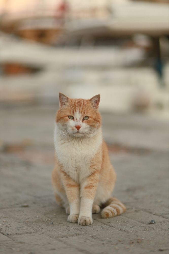 Photograph by Олеся Белецкая