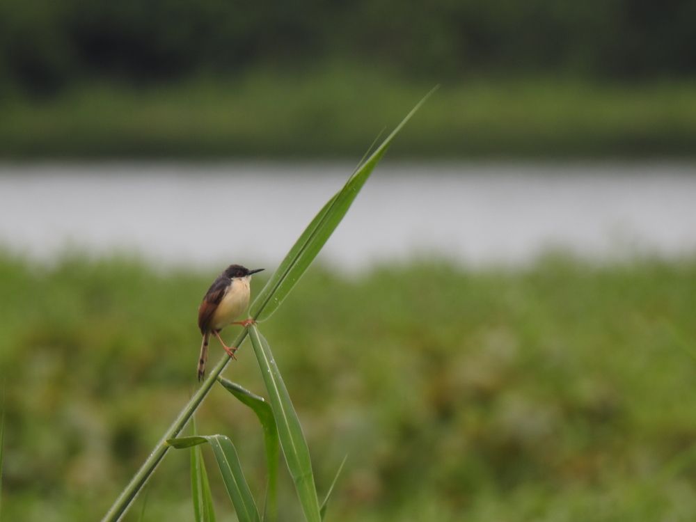 Ashy Prinia