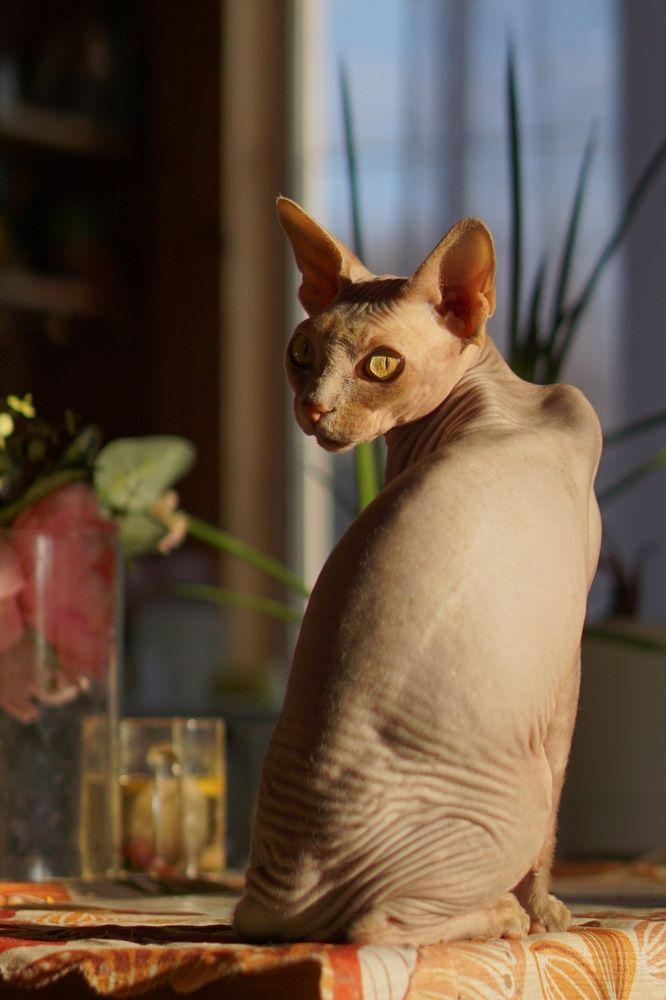 Photograph by Алла Черникова