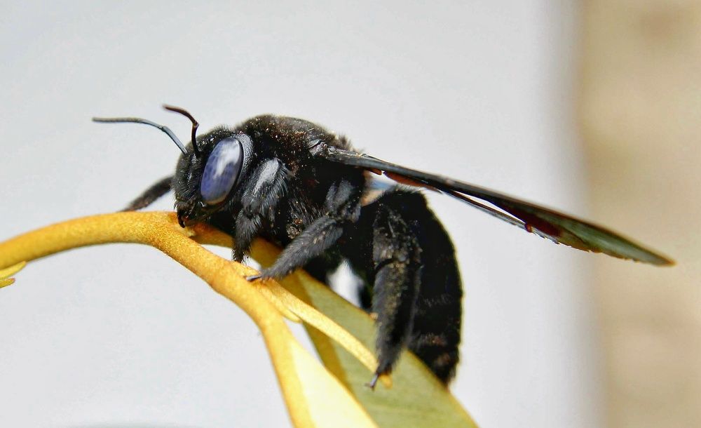 Photograph by An Tran Thanh