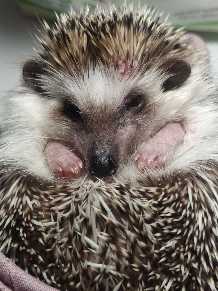 Photograph by Елена Прыткова